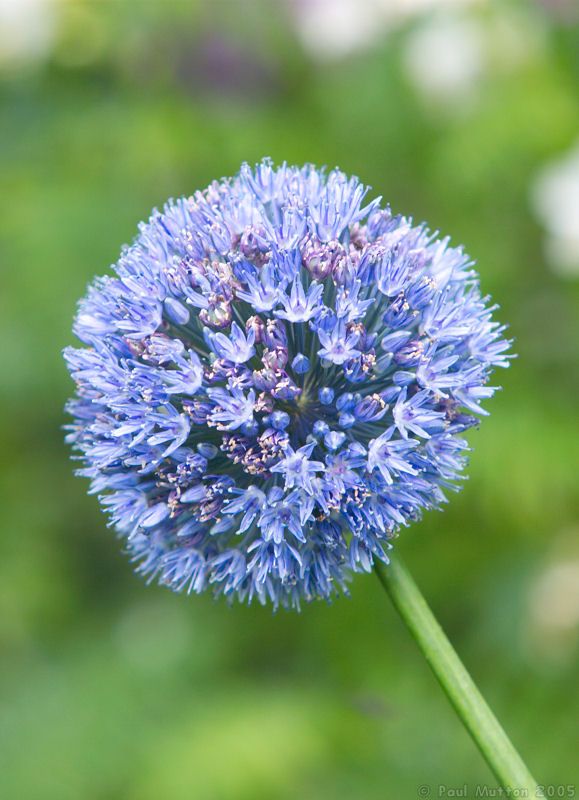 Photo Blue Flower